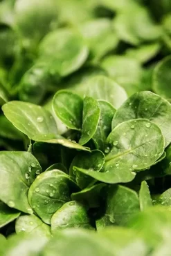 Medik8 Calmwise Soothing Cleanser -Skin Care Store Medik8CalmwiseSoothingCleanserIngredients