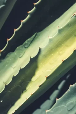 Medik8 Daily Refresh Balancing Toner 16 Medik8 Daily Refresh Balancing Toner -Skin Care Store Medik8DailyRefreshBalancingTonerIngredients